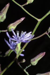 Lactuca floridana, inflorescence - whole - unspecified