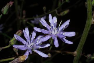 Lactuca floridana, inflorescence - whole - unspecified