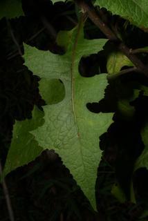 Lactuca floridana, leaf - basal or on lower stem