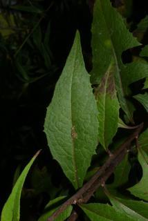 Lactuca floridana, leaf - on upper stem