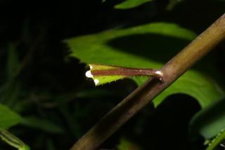 Lactuca floridana, leaf - unspecified