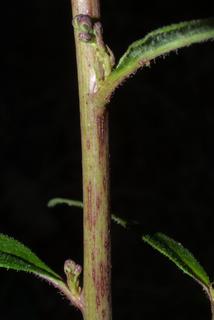 Lactuca floridana, stem - showing leaf bases
