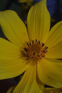 Bidens aristosa, inflorescence - whole - unspecified