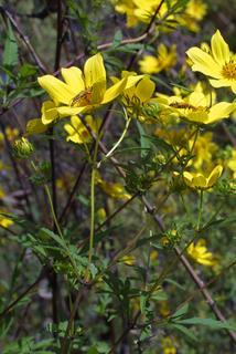Bidens aristosa, inflorescence - whole - unspecified