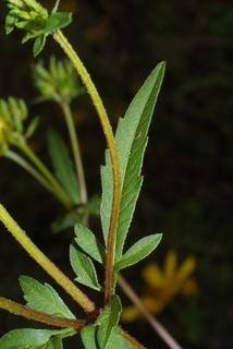 Bidens aristosa, leaf - on upper stem