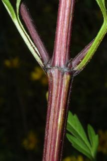 Bidens aristosa, stem - showing leaf bases