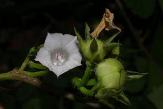 Ipomoea lacunosa, inflorescence - frontal view of flower