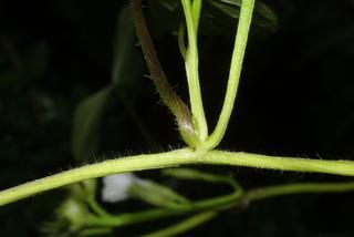 Ipomoea lacunosa, stem - showing leaf bases