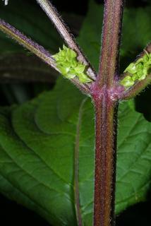 Perilla frutescens, stem - showing leaf bases