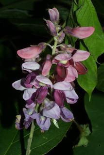Pueraria montana, inflorescence - whole - unspecified