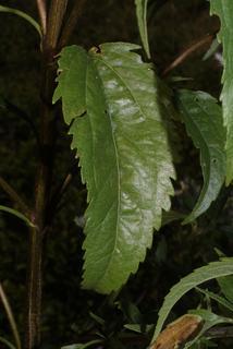 Eupatorium serotinum, leaf - basal or on lower stem