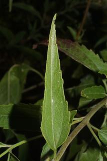 Eupatorium serotinum, leaf - on upper stem
