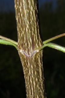 Eupatorium serotinum, stem - showing leaf bases