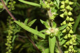 Ambrosia artemisiifolia, inflorescence - whole - female