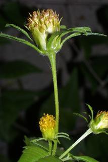 Bidens frondosa, inflorescence - whole - unspecified