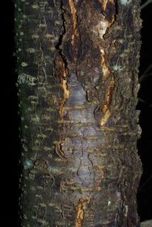 Prunus munsoniana, bark - of a medium tree or large branch