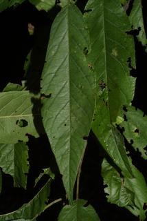 Prunus munsoniana, leaf - whole upper surface