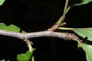 Prunus munsoniana, twig - orientation of petioles