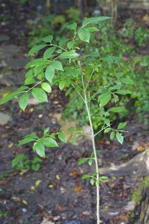 Euonymus atropurpureus, whole tree or vine - general