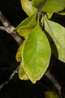 Forestiera ligustrina, leaf - whole upper surface