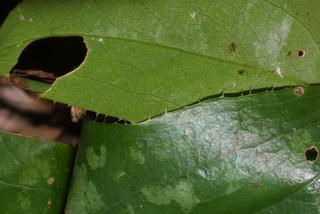 Smilax bona-nox, leaf - margin of upper + lower surface
