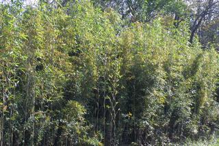 Arundinaria gigantea, whole tree or vine - general