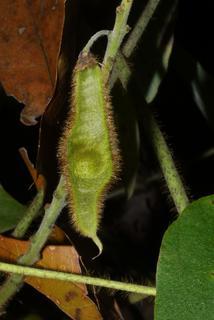 Pueraria montana, fruit - lateral or general close-up