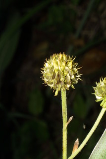 Verbesina alternifolia, fruit - juvenile
