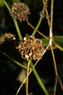 Verbesina alternifolia, fruit - section or open