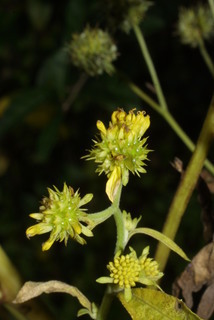 Verbesina alternifolia, inflorescence - lateral view of flower