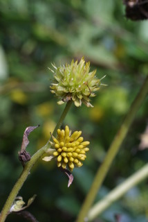 Verbesina alternifolia, inflorescence - unspecified