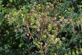 Verbesina alternifolia, inflorescence - whole - unspecified