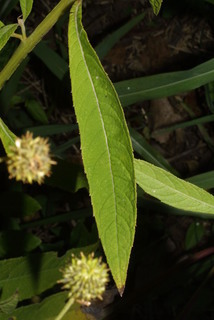 Verbesina alternifolia, leaf - basal or on lower stem