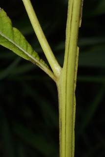 Verbesina alternifolia, stem - showing leaf bases