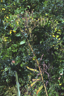 Verbesina alternifolia, whole plant - in flower - general view