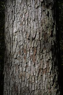 Quercus lyrata, bark - of a large tree