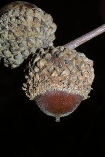 Quercus lyrata, fruit - lateral or general close-up