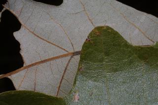 Quercus lyrata, leaf - margin of upper + lower surface