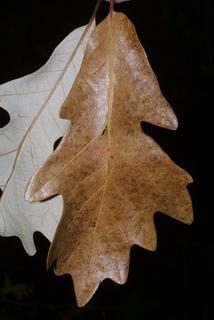 Quercus lyrata - Overcup oak -- Discover Life