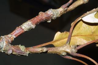 Quercus lyrata, twig - orientation of petioles