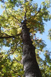Quercus lyrata, whole tree or vine - view up trunk