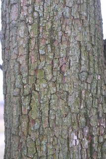 Pyrus communis, bark - of a large tree