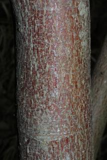 Cornus amomum, bark - of a small tree or small branch