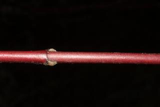 Cornus amomum, twig - close-up winter leaf scar/bud