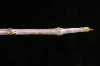 Cornus amomum, twig - winter overall