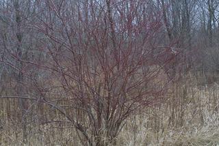 Cornus amomum, whole tree or vine - winter