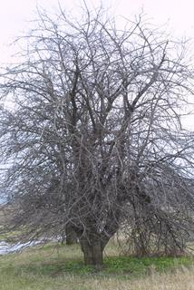 Malus pumila, whole tree or vine - winter
