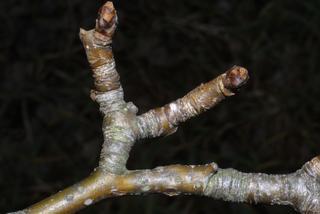 Pyrus communis, twig - close-up winter leaf scar/bud