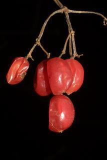 Viburnum opulus, fruit - lateral or general close-up