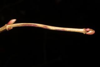 Viburnum opulus, twig - orientation of petioles